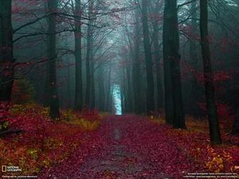 Autumn Woods Germany This Is Available X