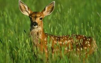 And Fauna Image A Doe Deer HD Wallpaper Background Photos