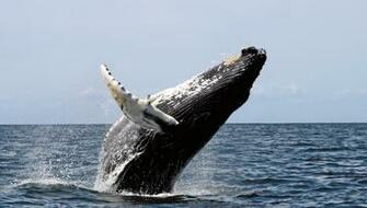 Humpback Stellwagen Whales Wallpaper Desktop HD