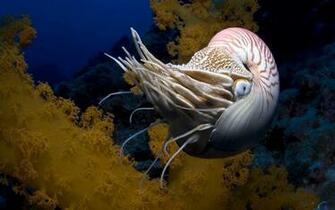 Wallpaper Nautilus X Widescreen