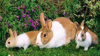 Rabbit Computer Wallpaper Desktop Background Id