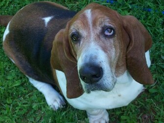 Basset Hound Wallpaper