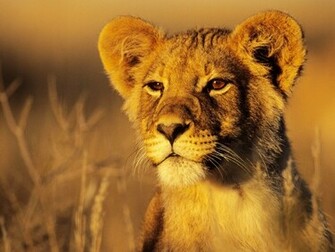 Lion Cub Desktop Pc And Mac Wallpaper