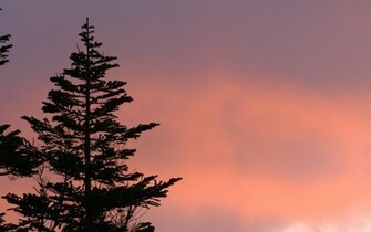 Wallpaper Photography Pine Tree