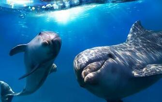 Cute Dolphin Wallpaper HD Background Desktop