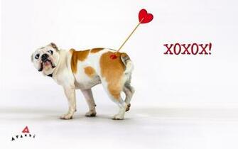Valentine Animal Wallpaper