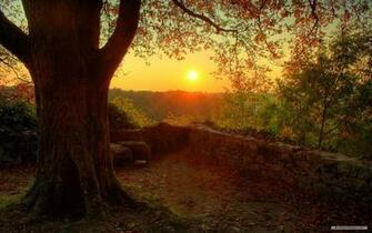 Wallpaper Nature Sunshine And Trees