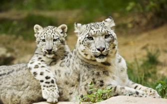 Stunning Snow Leopard Wallpaper