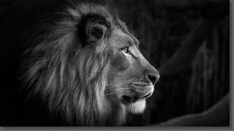 Lion Wallpaper Black And White