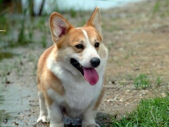 Corgi Dogs And Pembroke Welsh Puppies No Wallpaper