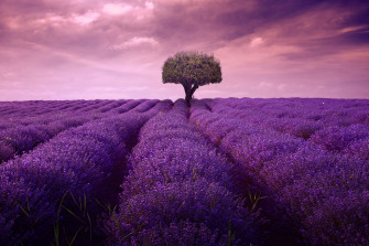 Nature Field Cloud Tree Lavender 4k Ultra HD Wallpaper By John Ioannidis