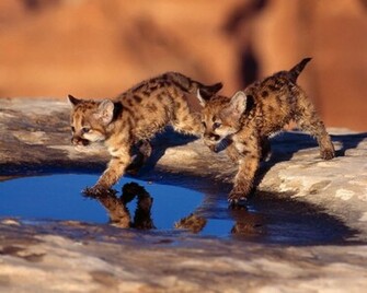 Baby Cougar Cubs Wallpaper