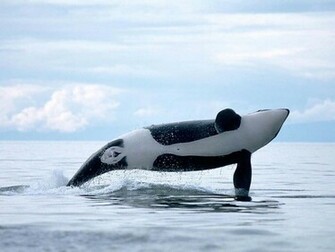 Orca The Killer Whale Image HD Wallpaper And Background