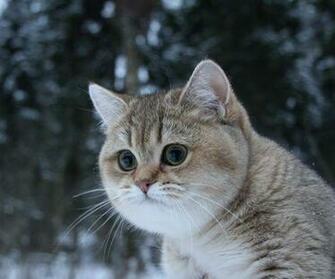 Epic Cat Wallpaper The Most Awesome Jpg