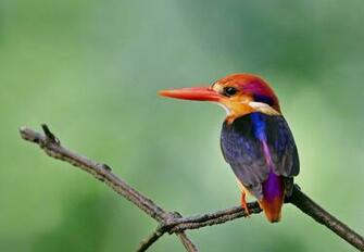 Kingfisher Wallpaper HD Pulse