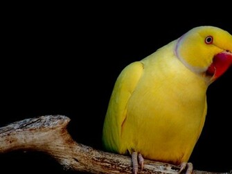 Parrot Wallpaper HD Pictures Image Background