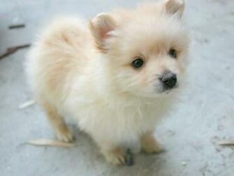 Pomeranian Dog Desktop Wallpaper Dogbreedswallpaper