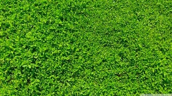 Green Grass Wallpaper