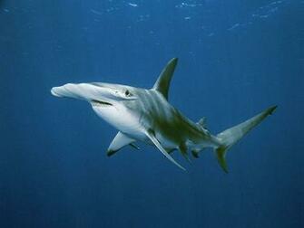 Shark Pictures Wallpaper National Geographic