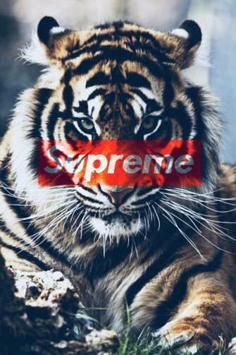 Supreme X Tiger Wallpaper Supremesticker