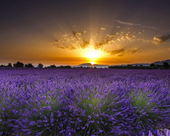 Lavender Field Sunrise Wallpaper