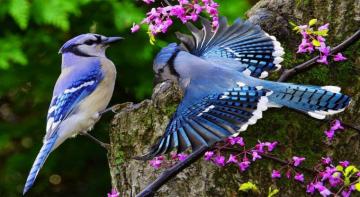 Image Result For Blue Jay Bird Wallpaper