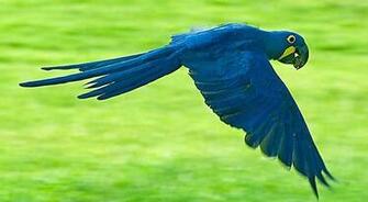 Watch Cool Hyacinth Macaw New Wallpaper Pics Image And Upload