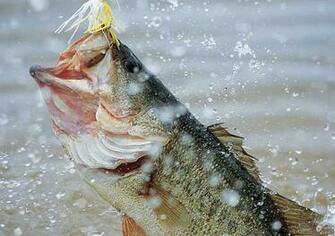 Bass Fishing Wallpaper Background