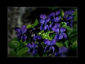 Violets Wallpaper