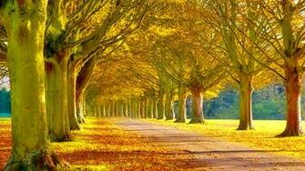 Beautiful Scenery Wallpaper Image Jpg