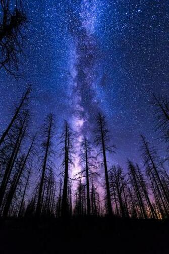 Mobile HD Wallpaper Night Sky Start Forest Milkyway Violet