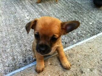 Dog Wallpaper Chorkie Puppies
