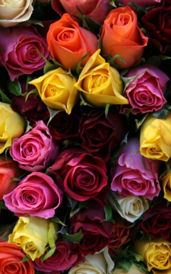 Colorful Rose Wallpaper For Pc Mobile