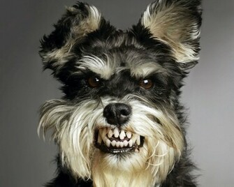 All Wallpaper Funny Dogs