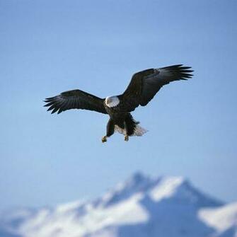 Wallpaper Eagle Desktop
