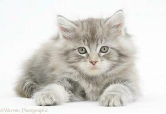 Maine Coon Wallpaper HD