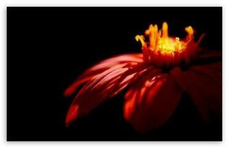 Flower Dark HD Wallpaper For Standard Fullscreen Uxga Xga Svga