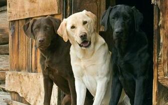 Animals Dogs Labrador Retriever Interracial Wallpaper