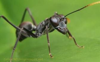 Insect Wallpaper