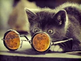Cool Cat Nature Wallpaper IwallHD HD