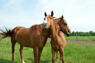 Quarter Horses Buckskin