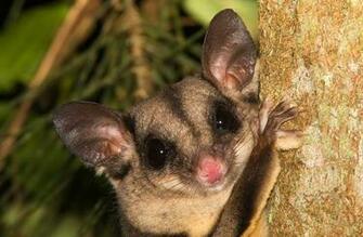 Sugar Glider Wallpaper HD