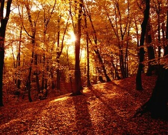 Earth Autumn Fall Wallpaper