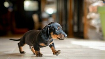 Dachshund Puppy Dogs Wallpaper