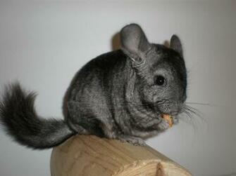 Chinchilla HD Wallpaper