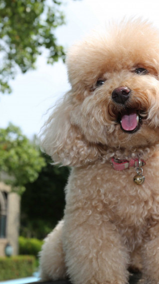 Wallpaper Toy Poodle Dog Puppy Funny Pets Animals