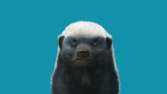 Animal Honey Badger Wallpaper