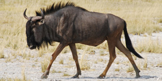 Wildebeest Wallpaper