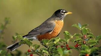 Beautiful Animals Pictures