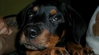 Rottweiler Wallpaper